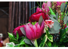 Kundenbild groß 6 Agnes Blumenlädchen