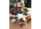 Kundenbild klein 8 Blumenladen Immerblüte Inh. Christina Fester