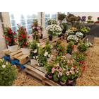 Kundenbild groß 7 Blumenstube Enderle Lothar