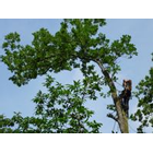 Kundenbild groß 4 Baumpflege Kronbichler
