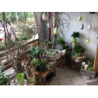 Kundenbild klein 4 Schelshorn Blumen & Pflanzen
