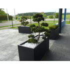 Kundenbild groß 7 Blumenpanorama Hosch GmbH & Co. KG