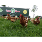 Kundenbild groß 5 Happy Henns Bauernhof
