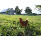 Kundenbild groß 8 Happy Henns Bauernhof