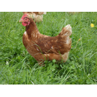 Kundenbild groß 4 Happy Henns Bauernhof