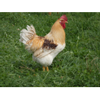 Kundenbild groß 3 Happy Henns Bauernhof