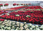 Kundenbild groß 2 Blumenland Wiedmaier Blumenfachgeschäft und Gärtnerei