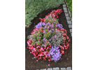 Kundenbild klein 7 Blumenland Wiedmaier Blumenfachgeschäft und Gärtnerei
