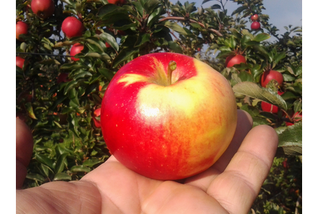 Kundenfoto 3 Köhler Obstbau