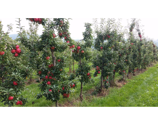 Kundenfoto 8 Köhler Obstbau