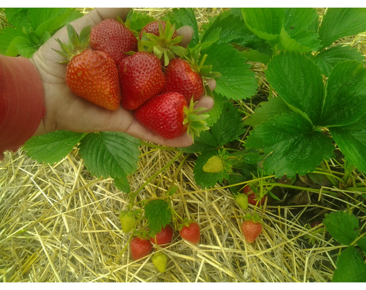 Kundenfoto 7 Köhler Obstbau