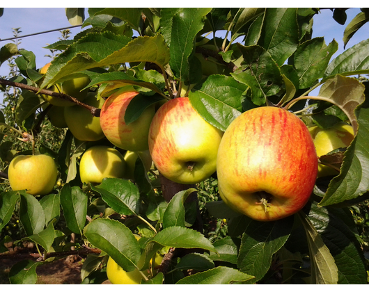 Kundenfoto 5 Köhler Obstbau