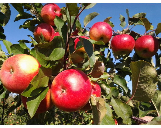 Kundenfoto 2 Köhler Obstbau