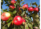 Kundenbild groß 2 Köhler Obstbau