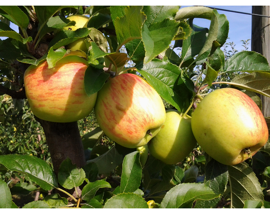 Kundenfoto 4 Köhler Obstbau