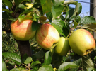 Kundenbild groß 4 Köhler Obstbau