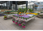 Kundenbild klein 7 Blumen Kind Gartencenter