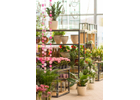 Kundenbild klein 3 Blumen Kind Gartencenter