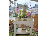 Eigentümer Bilder Blatt & Blüte Floristik Bitburg