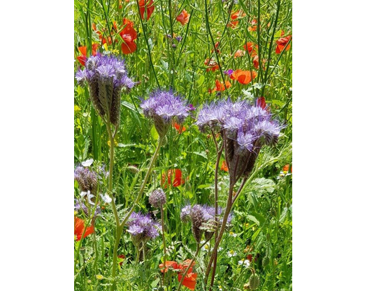 Kundenfoto 3 Wenzlik Barbara Naturheilpraxis