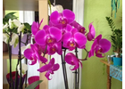 Kundenbild groß 6 Blumenhaus Bäckel GbR Inh. Carmen Bäckel und Sabine Bäckel-Pils Blumengeschäft