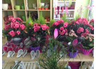 Kundenbild groß 8 Blumenhaus Bäckel GbR Inh. Carmen Bäckel und Sabine Bäckel-Pils Blumengeschäft