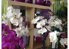 Kundenbild groß 7 Blumenhaus Bäckel GbR Inh. Carmen Bäckel und Sabine Bäckel-Pils Blumengeschäft