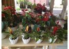 Kundenbild groß 4 Blumenhaus Bäckel GbR Inh. Carmen Bäckel und Sabine Bäckel-Pils Blumengeschäft