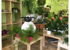 Kundenbild groß 1 Blumenhaus Bäckel GbR Inh. Carmen Bäckel und Sabine Bäckel-Pils Blumengeschäft