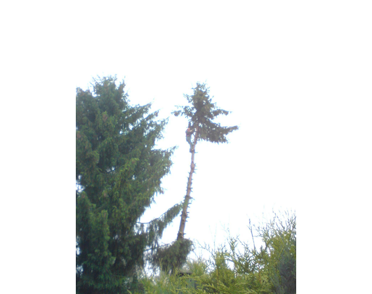 Kundenfoto 8 Lehr Stefan Rund um Haus und Garten Baumfällarbeiten u. Gartenpflege Hungen Wetterau