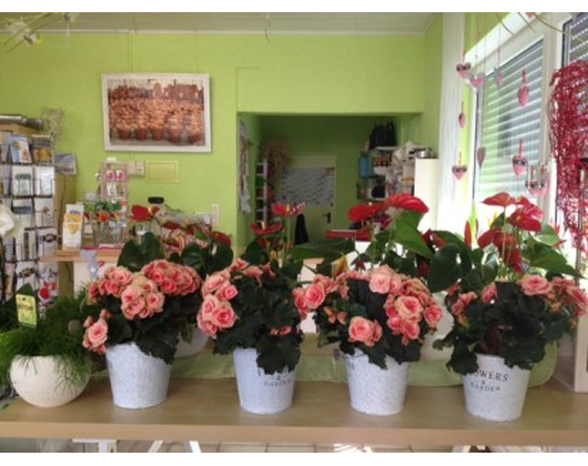 Kundenfoto 3 Blumenhaus Bäckel GbR Inh. Carmen Bäckel und Sabine Bäckel-Pils Blumengeschäft Kundenfoto 3 Blumenhaus Bäckel GbR Inh. Carmen Bäckel und Sabine Bäckel-Pils Blumengeschäft