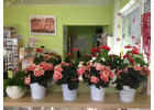 Kundenbild groß 3 Blumenhaus Bäckel GbR Inh. Carmen Bäckel und Sabine Bäckel-Pils Blumengeschäft