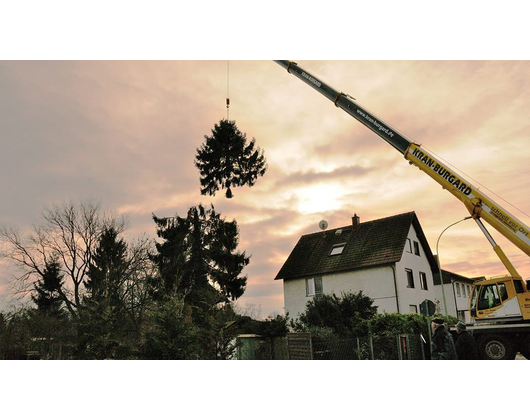 Kundenfoto 4 Baumpflege Martin Götz - Fachagrarwirt