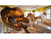 Bildergallerie NaturHistorisches Museum Schloss Bertholdsburg Schleusingen