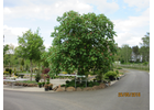 Kundenbild groß 3 Pflanzenhof Werner Jörn Gartengestaltung