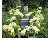 Schaufenster