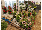 Kundenbild groß 7 Blumenstube Enderle Lothar