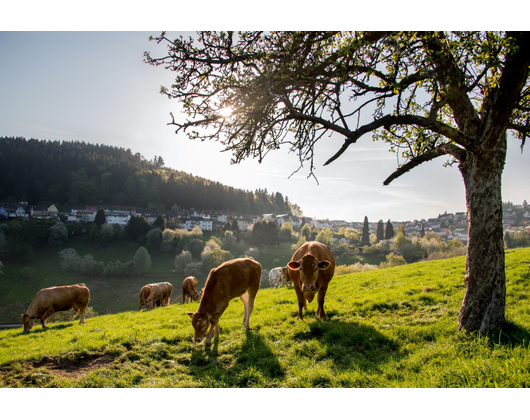 Kundenfoto 5 Gemeinde Wilhelmsfeld