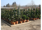 Kundenbild groß 4 Wiggenhauser Gartenbau GmbH