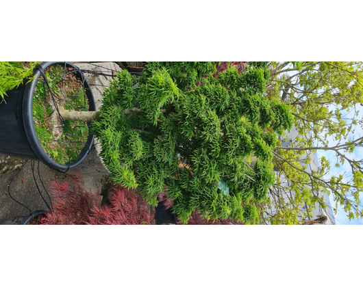 Kundenfoto 7 Wiggenhauser Gartenbau GmbH
