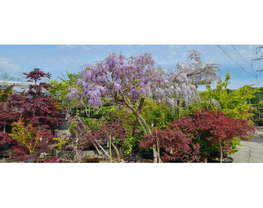 Kundenfoto 6 Wiggenhauser Gartenbau GmbH