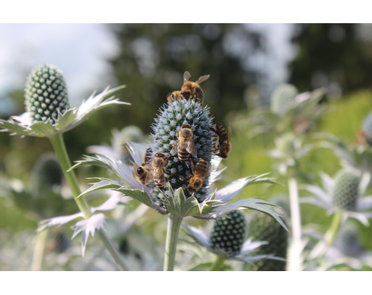 Kundenfoto 4 Präger Pia Gartengestaltung