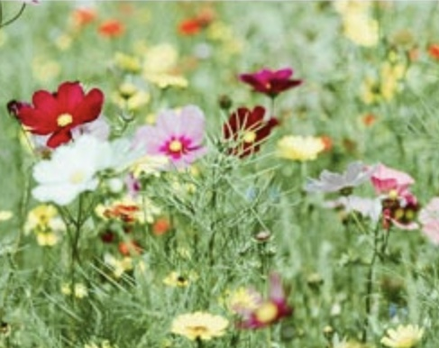 Kundenfoto 10 Naturalis Gartengestaltung Meisterinbetrieb