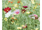 Kundenbild groß 10 Naturalis Gartengestaltung Meisterinbetrieb