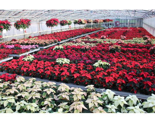 Kundenfoto 2 Blumenland Wiedmaier Blumenfachgeschäft und Gärtnerei