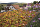 Kundenbild groß 10 Schönthaler Ralf Garten- und Landschaftsbau