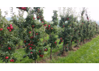 Kundenbild klein 8 Köhler Obstbau