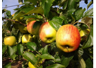 Kundenbild klein 5 Köhler Obstbau