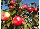 Kundenbild klein 2 Köhler Obstbau