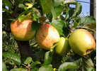 Kundenbild klein 4 Köhler Obstbau